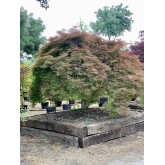 ACER PALMATUM EJEMPLAR DISSECTUM ORNATUM