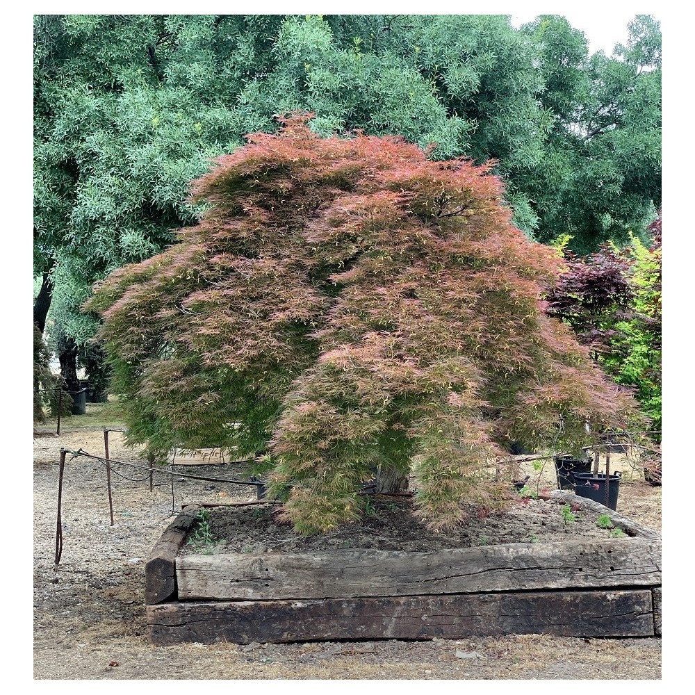ACER PALMATUM EJEMPLAR DISSECTUM ORNATUM