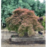 ACER PALMATUM EJEMPLAR DISSECTUM ORNATUM