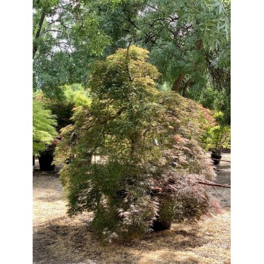 ACER PALMATUM DISSECTUM INABA-SHIDARE 