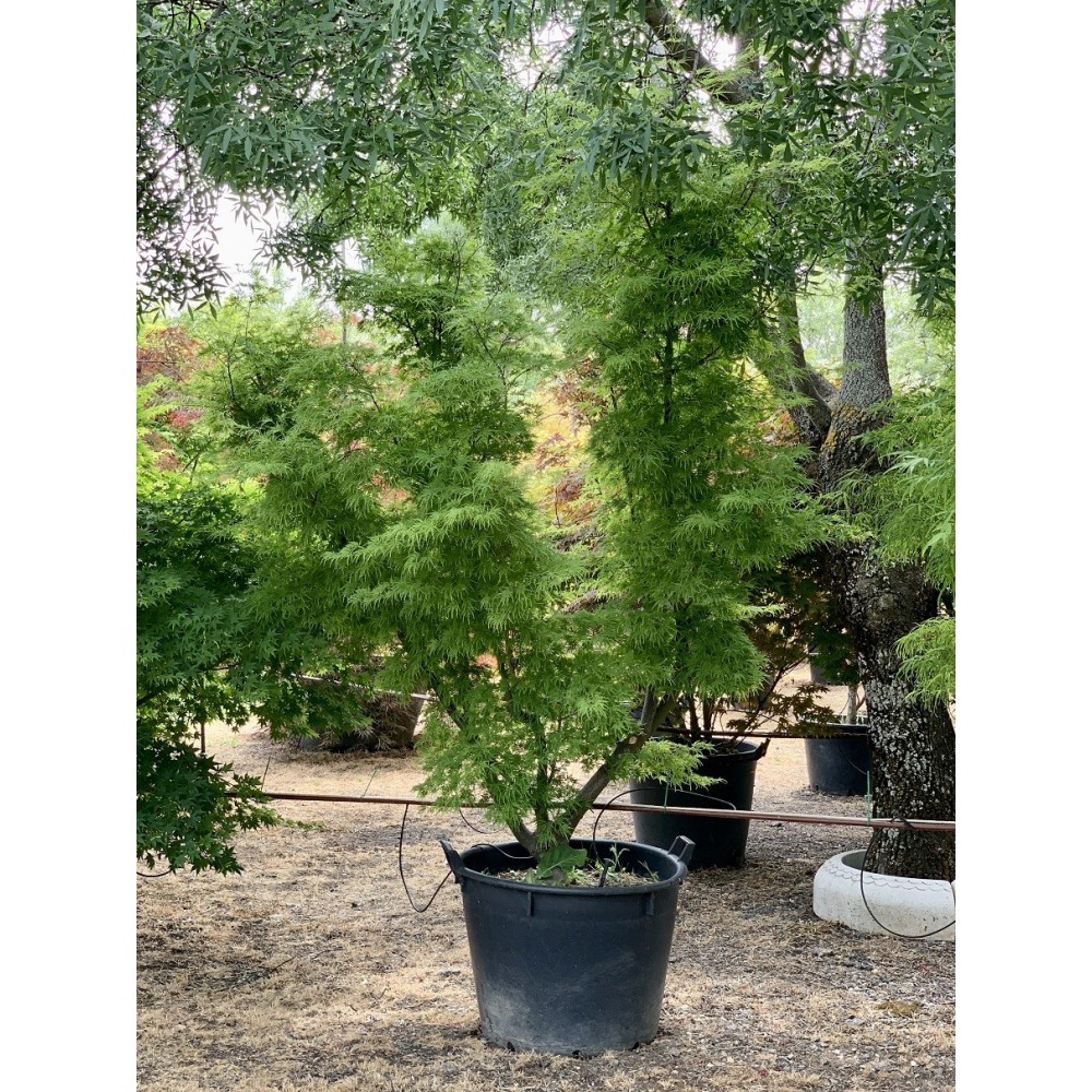 ACER PALMATUM SEIRYU