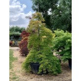ACER PALMATUM DISSECTUM VIRIDIS