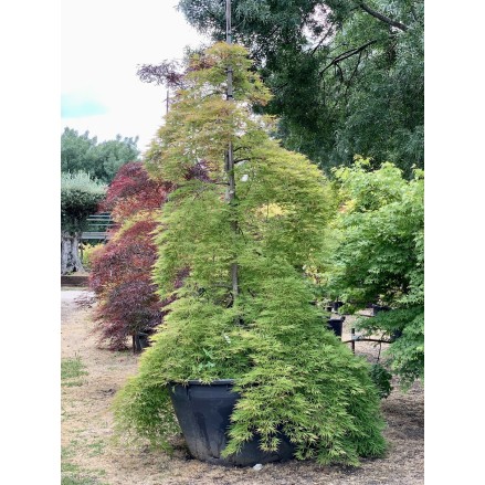 ACER PALMATUM GARNET TUTOR