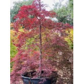 ACER PALMATUM GARNET