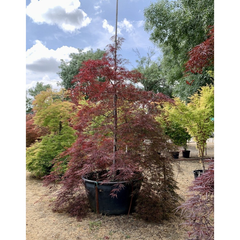 ACER PALMATUM DISSECTUM GARNET