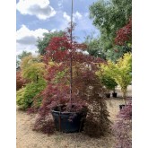 ACER PALMATUM DISSECTUM GARNET