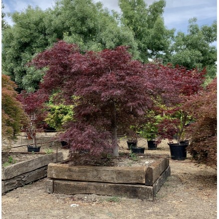 ACER PALMATUM GARNET  EJEMPLAR