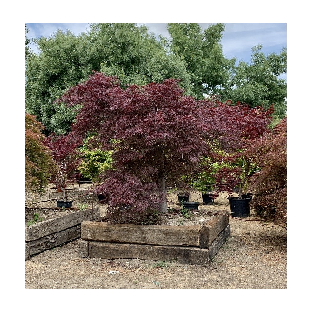 ACER PALMATUM GARNET  EJEMPLAR