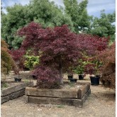 ACER PALMATUM GARNET  EJEMPLAR