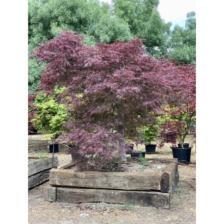 ACER PALMATUM GARNET  EJEMPLAR