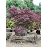 ACER PALMATUM GARNET  EJEMPLAR