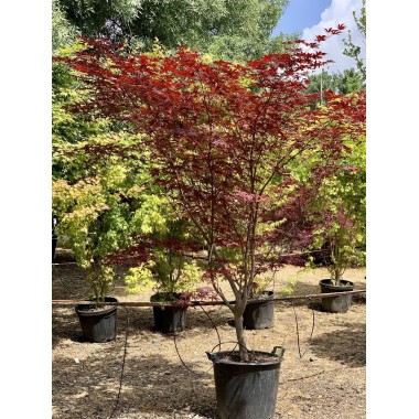 ACER PALMATUM FIRE GLOW