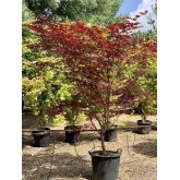 ACER PALMATUM FIRE GLOW