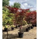 ACER PALMATUM FIRE GLOW