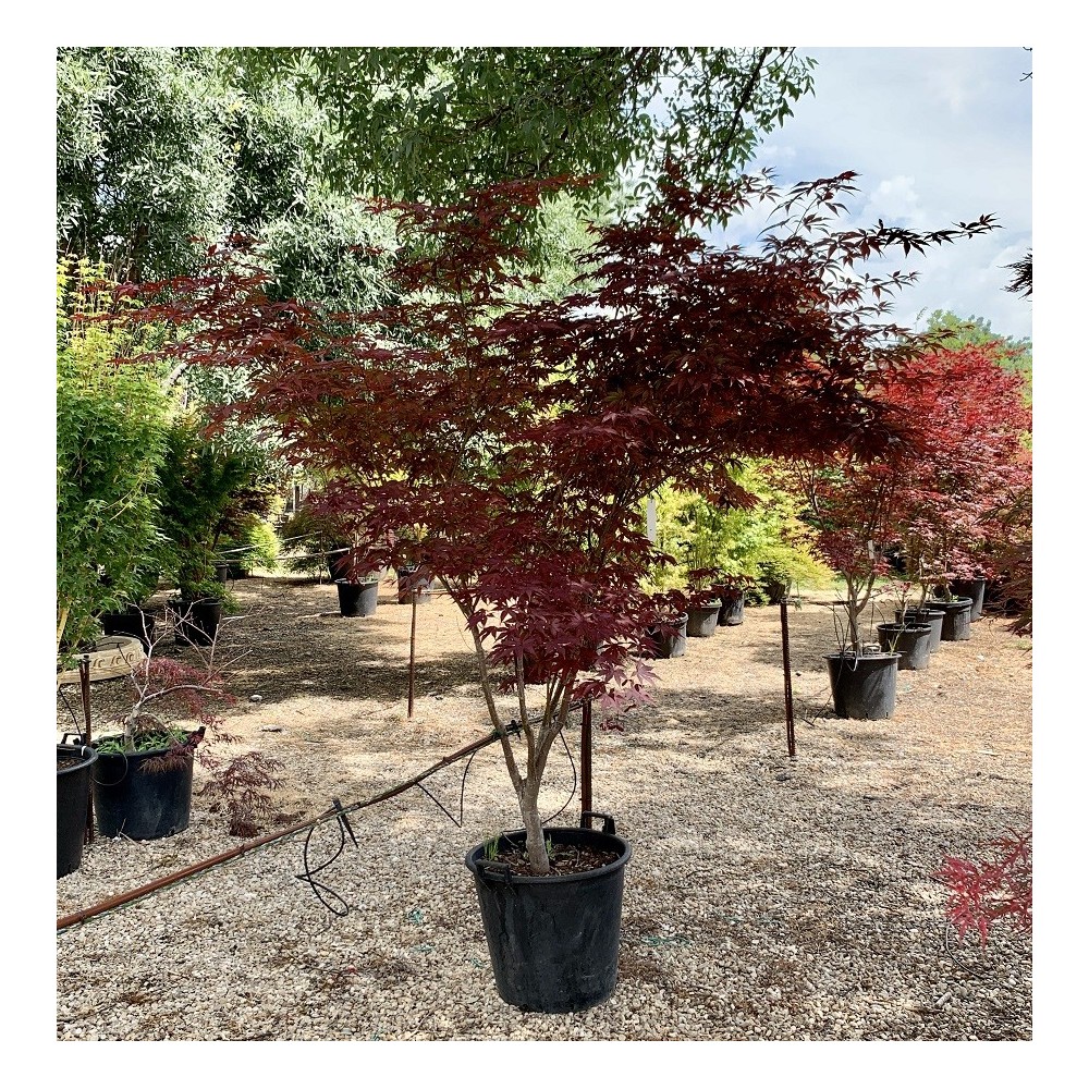 ACER PALMATUM FIRE GLOW