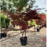 ACER PALMATUM FIRE GLOW