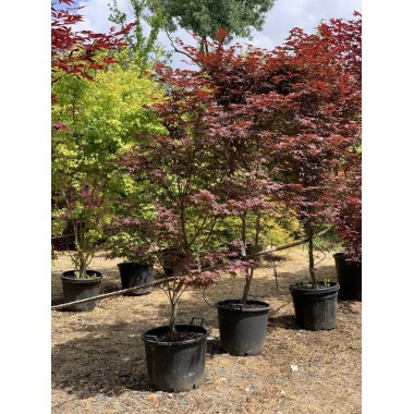 ACER PALMATUM BLOODGOOD 