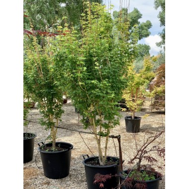 ACER PALMATUM BI-HOO