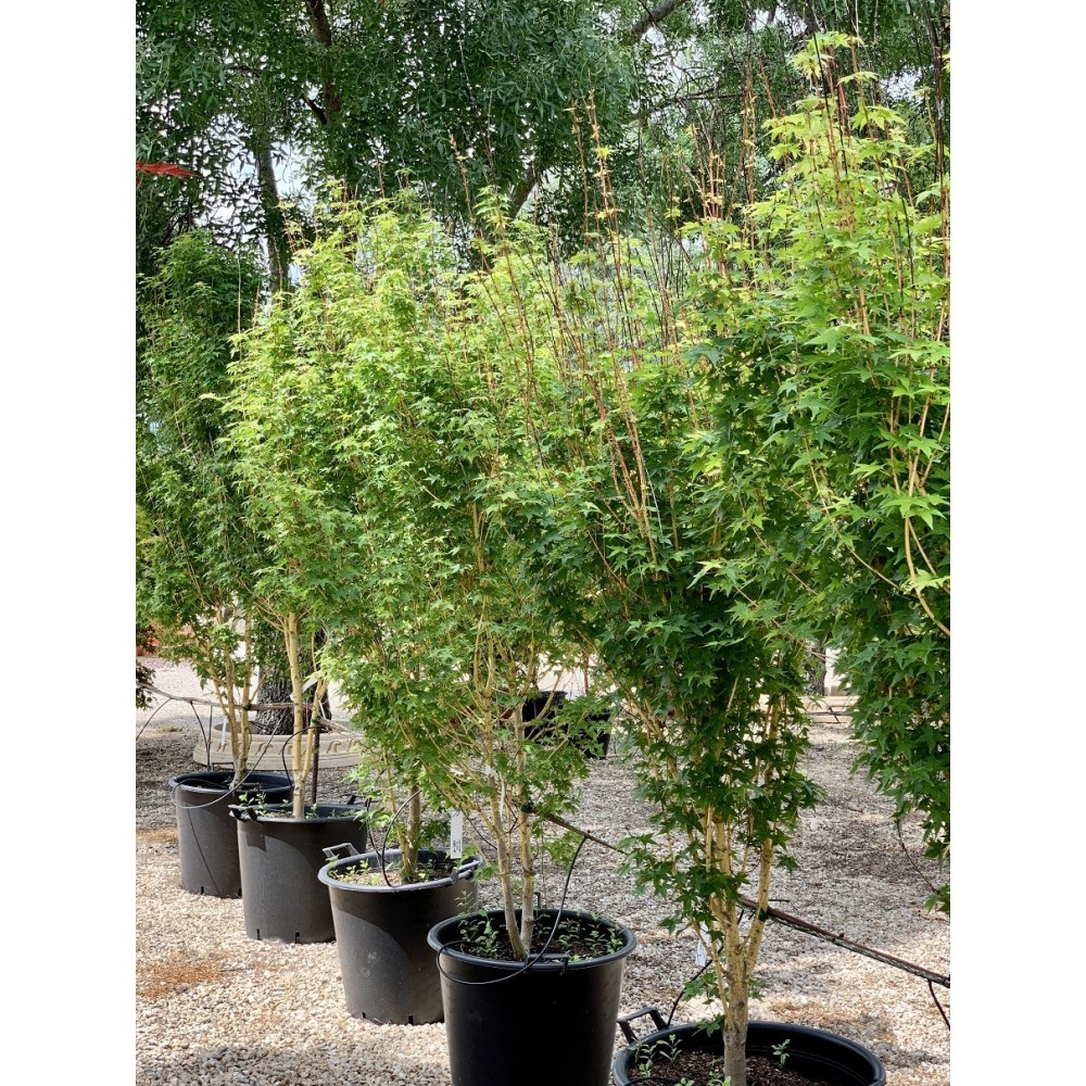ACER PALMATUM BI-HOO