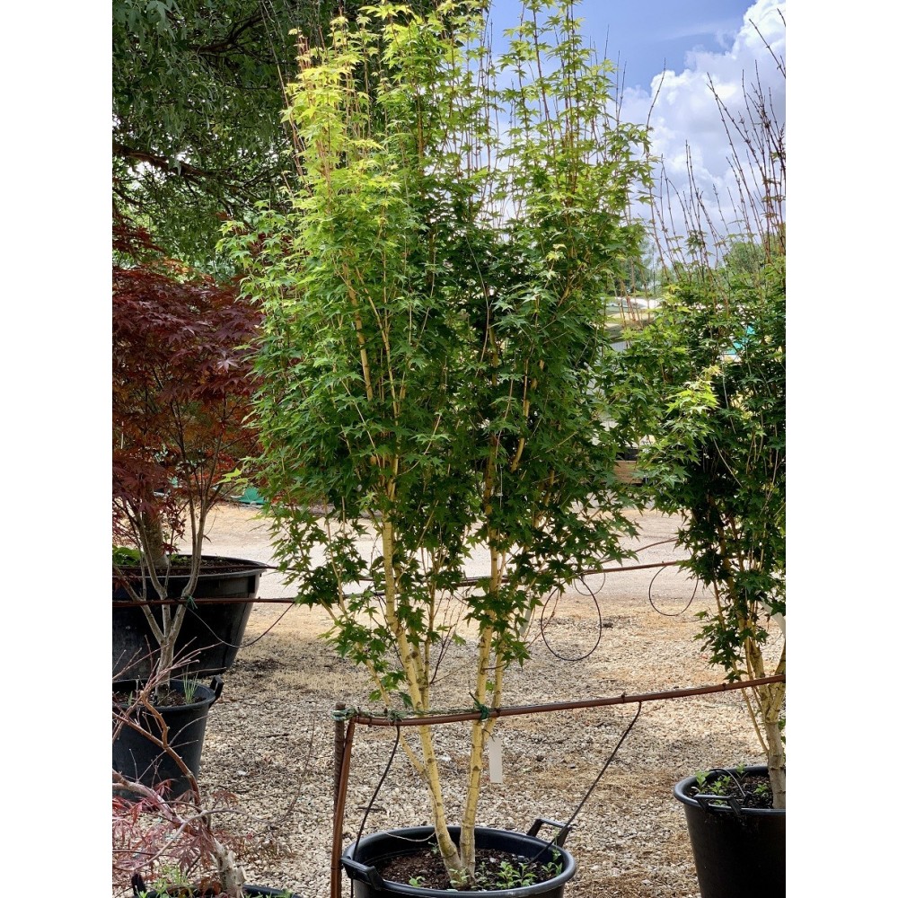 ACER PALMATUM BI-HOO