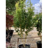ACER PALMATUM BI-HOO