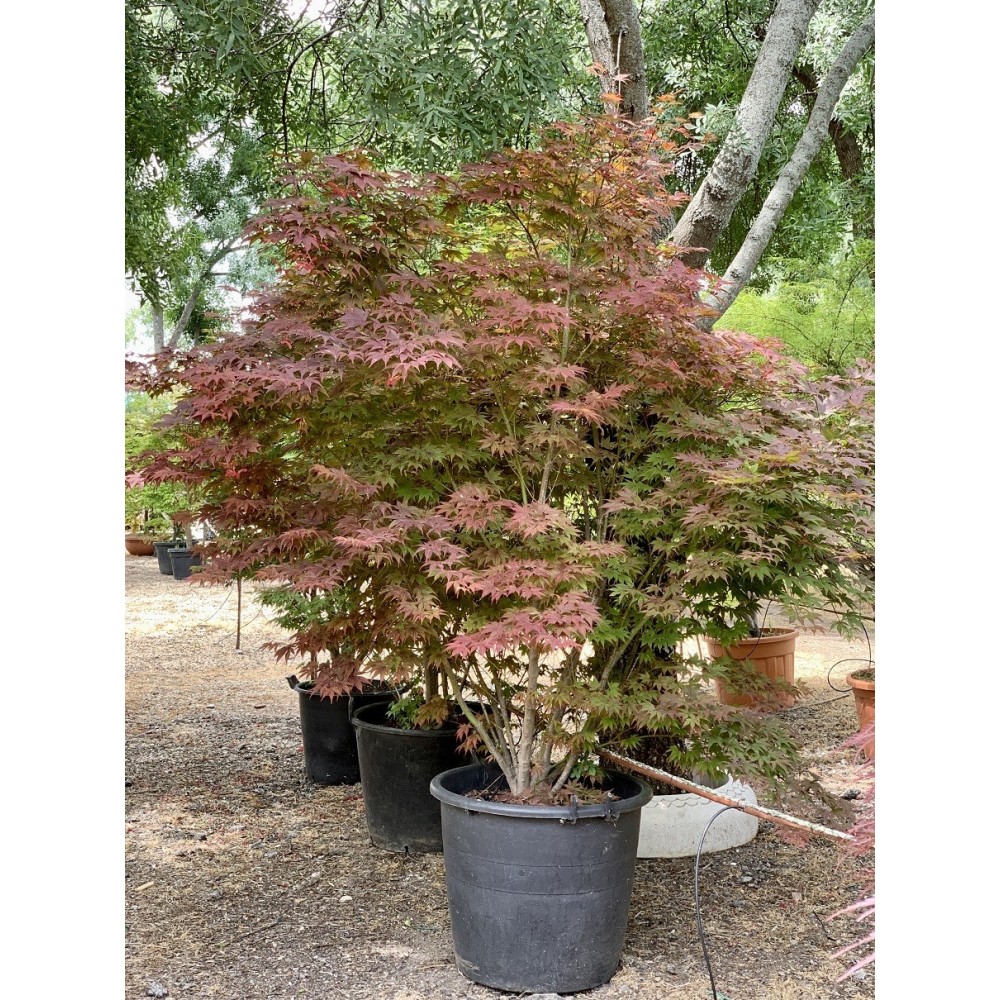 ACER PALMATUM ATROPURPUREA