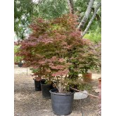 ACER PALMATUM ATROPURPUREA