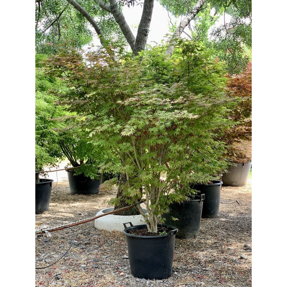 ACER PALMATUM ATROPURPUREUM