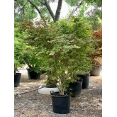 ACER PALMATUM ATROPURPUREUM