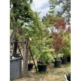 ACER PALMATUM KARAORI-NISHIKI