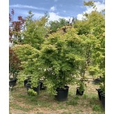 ACER PALMATUM VERDE