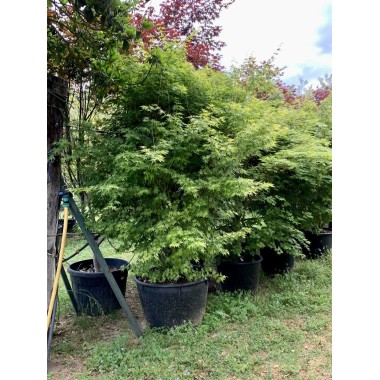 ACER PALMATUM VERDE 