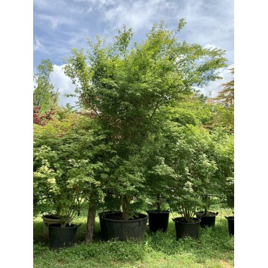 ACER PALMATUM VERDE 