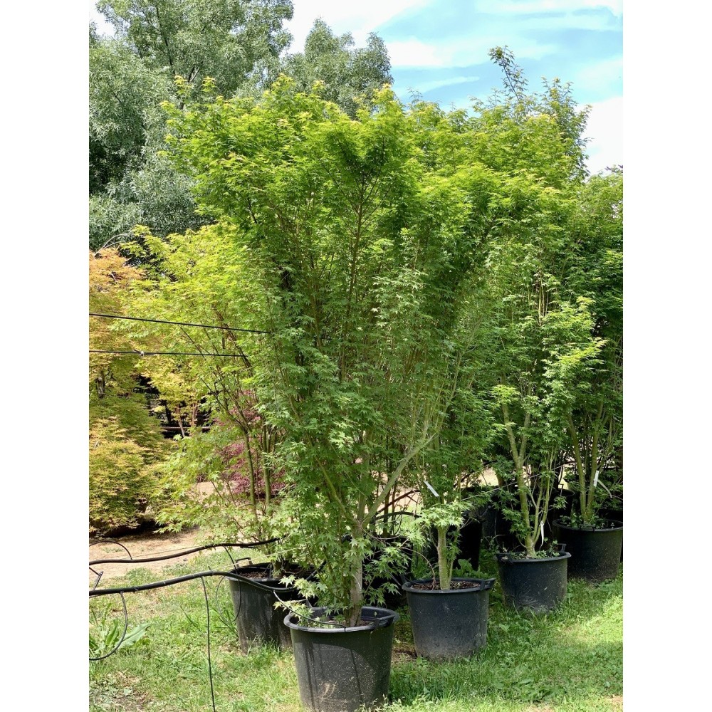 ACER PALMATUM SILHOUETTE