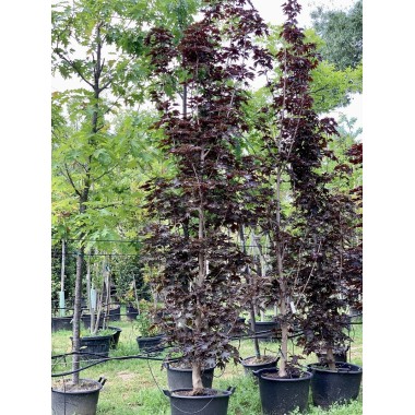 ACER CRIMSON SENTRY