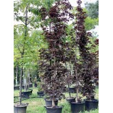 ACER CRIMSON SENTRY