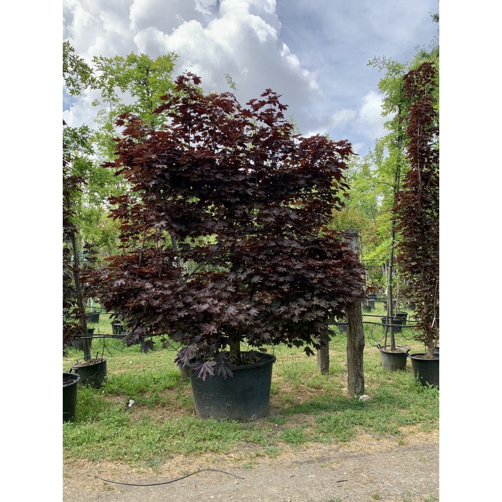 ACER CRIMSON KING ESPALDERA 