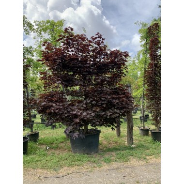 ACER CRIMSON KING ESPALDERA 