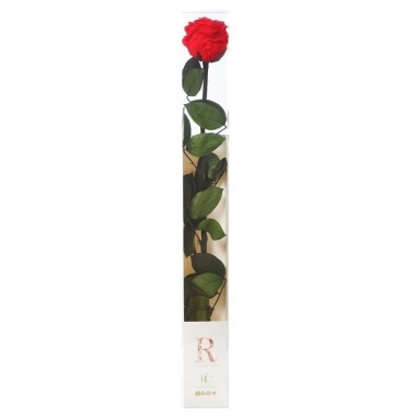ROSA ETERNA 