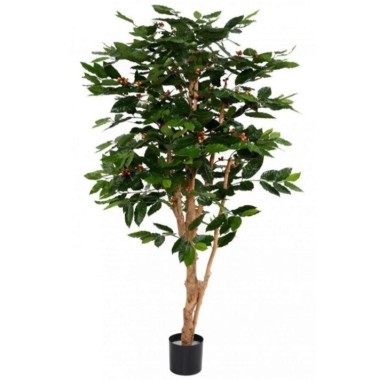 ÁRBOL CAFÉ