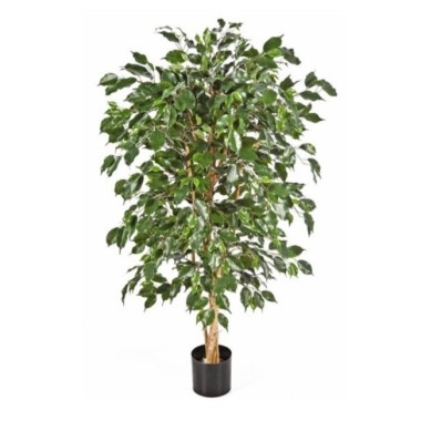 ÁRBOL FICUS VERDE