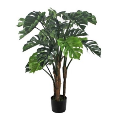 PLANTA MONSTERA