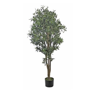 ÁRBOL OLIVO