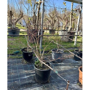 ACER PALMATUM ATROPURPUREA 