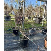 ACER PALMATUM ATROPURPUREA 