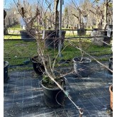 ACER PALMATUM ATROPURPUREA