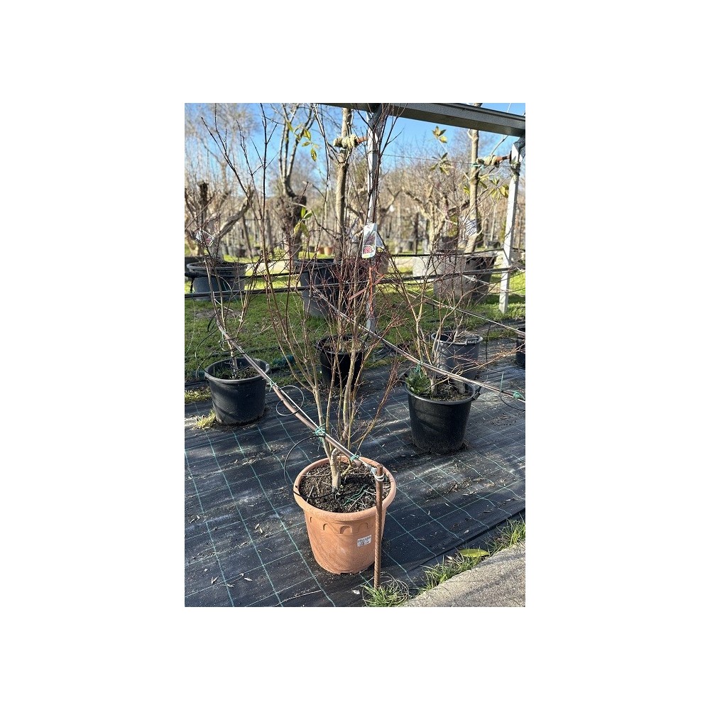 ACER PALMATUM ATROPURPUREA 