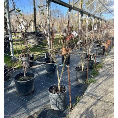 ACER PALMATUM ATROPURPUREA 