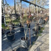 ACER PALMATUM ATROPURPUREA 