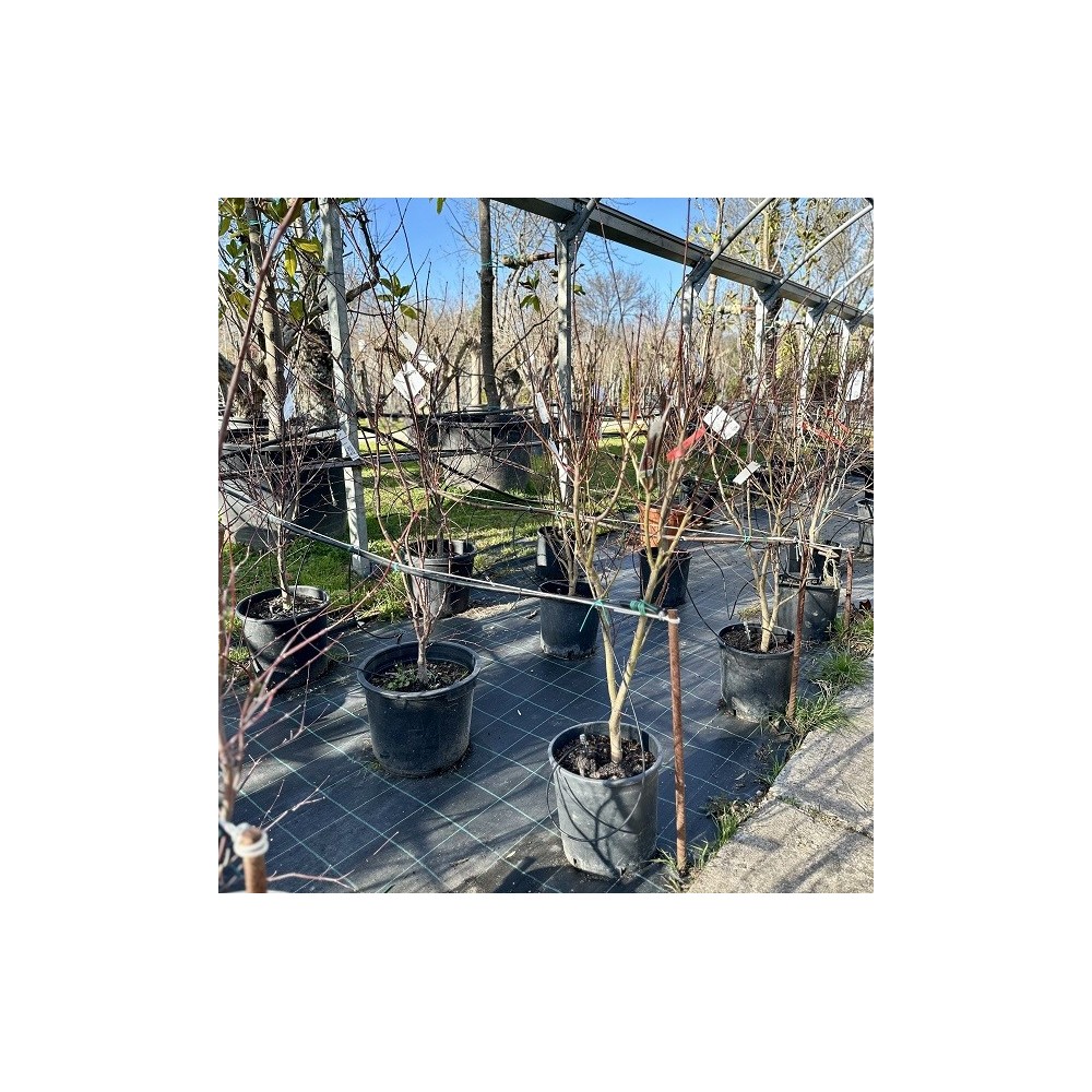 ACER PALMATUM ATROPURPUREA 